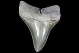 Nice, Fossil Megalodon Tooth - Razor Sharp Serrations #86680-1